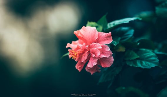 Обои на рабочий стол Розовый гибискус, фотограф Duong Nghiem