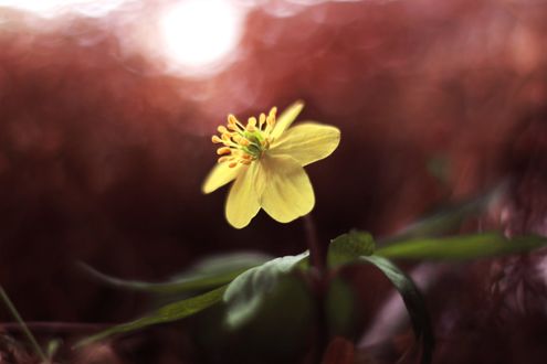 Обои на рабочий стол Цветок Anemone ranunculoides на размытом фоне, фотограф Elena Andreeva