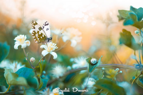 Обои на рабочий стол Бабочка на цветке (Crystal Dreams), фотограф Крылова Татьяна