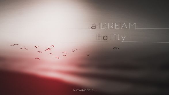 Обои на рабочий стол Фраза A Dream to fly / Мечта летать на фоне птиц в пасмурном небе, by Alexander Y