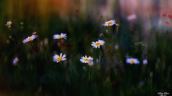 Обои на рабочий стол Полевые ромашки и маки, by 3DogPhoto