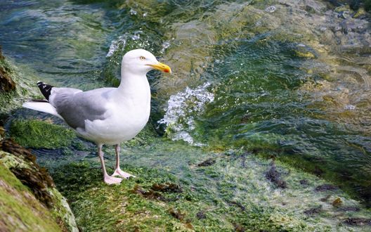 Обои на рабочий стол Чайка сидит на берегу моря на камне, покрытом водорослями, рядом набегающая волна