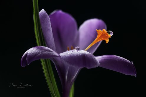 Обои на рабочий стол Весенний крокус с каплей росы, фотограф Rina Barbieri