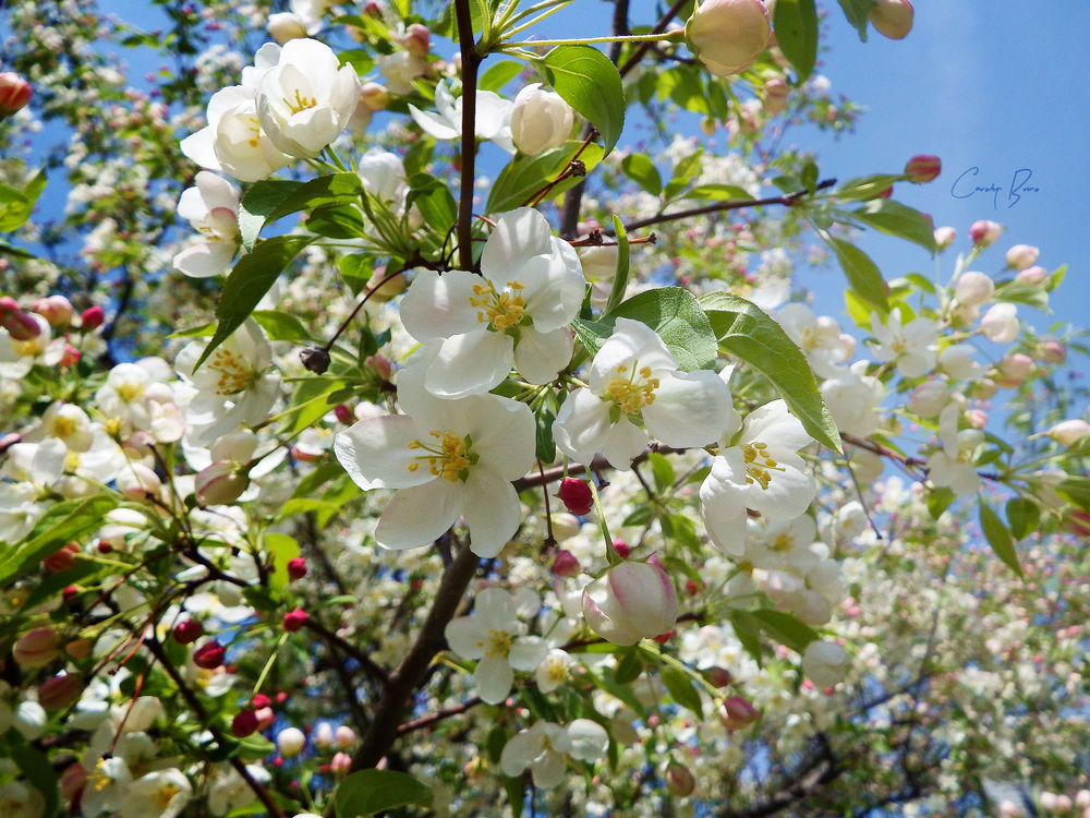 Обои для рабочего стола Весеннее цветение вишни, by Sparkle-Photography