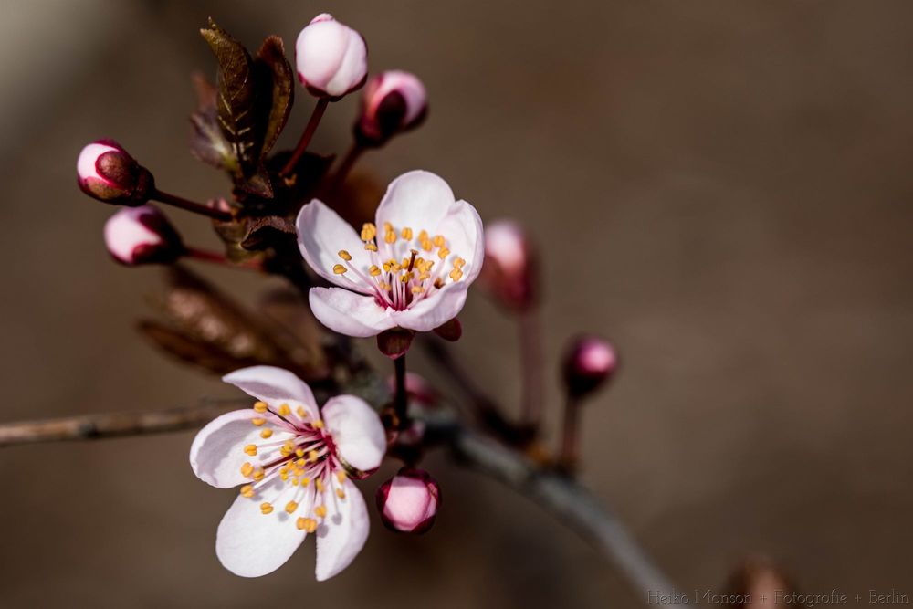Обои для рабочего стола Весеннее цветение веточки вишни, фотограф Heiko Monson