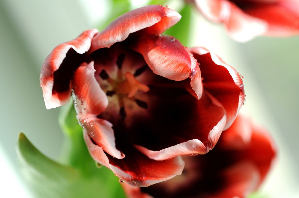 Обои для рабочего стола Раскрывшийся цветок тюльпана в каплях росы
