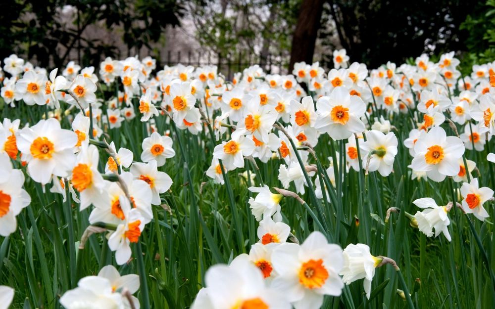 Обои для рабочего стола Поляна цветущих белых нарциссов на фоне размытых деревьев