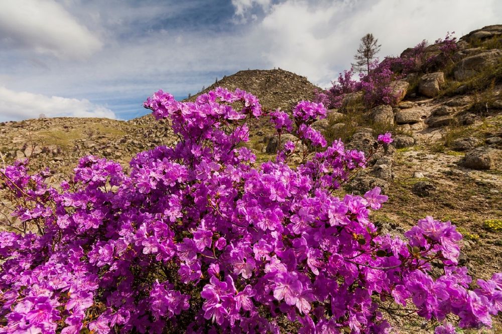 Маральник на алтае фото цветущий