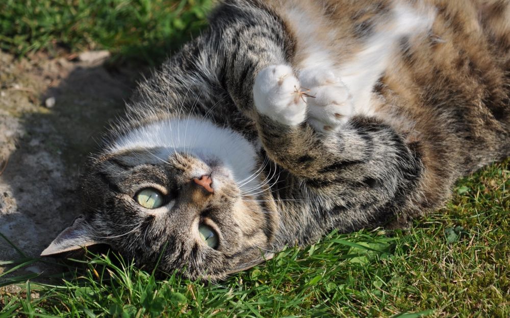 Обои для рабочего стола Полосатый толстый кот разлегся на спине в траве, греясь на солнце