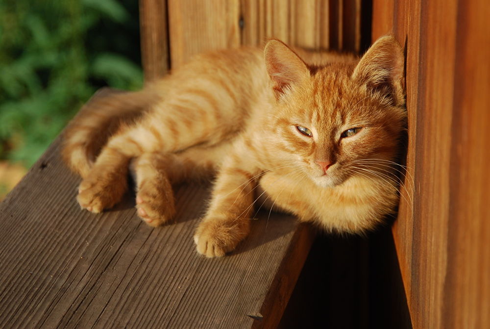 Обои для рабочего стола Рыжий кот лежит на подоконнике открытого окна и греется на солнышке