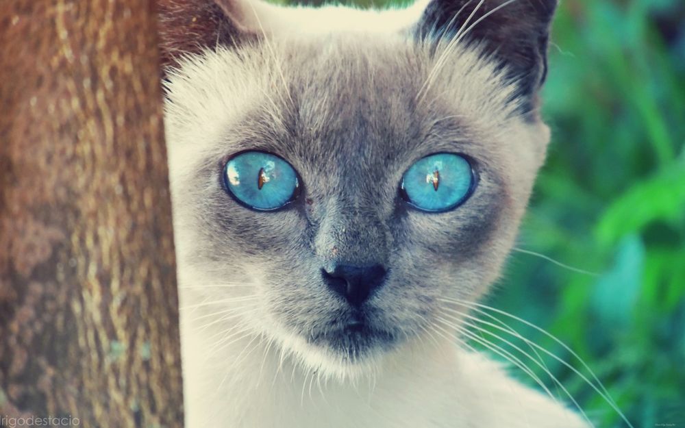 Обои для рабочего стола Сиамский кот с ярко-голубыми глазами выглядывает из-за дерева