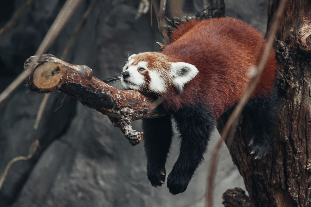 Обои для рабочего стола Красная панда отдыхает на дереве
