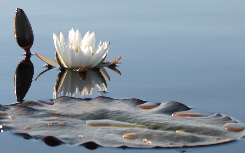 Обои для рабочего стола Белый цветок водяной лилии лежит рядом с распластанным листом на воде водоема