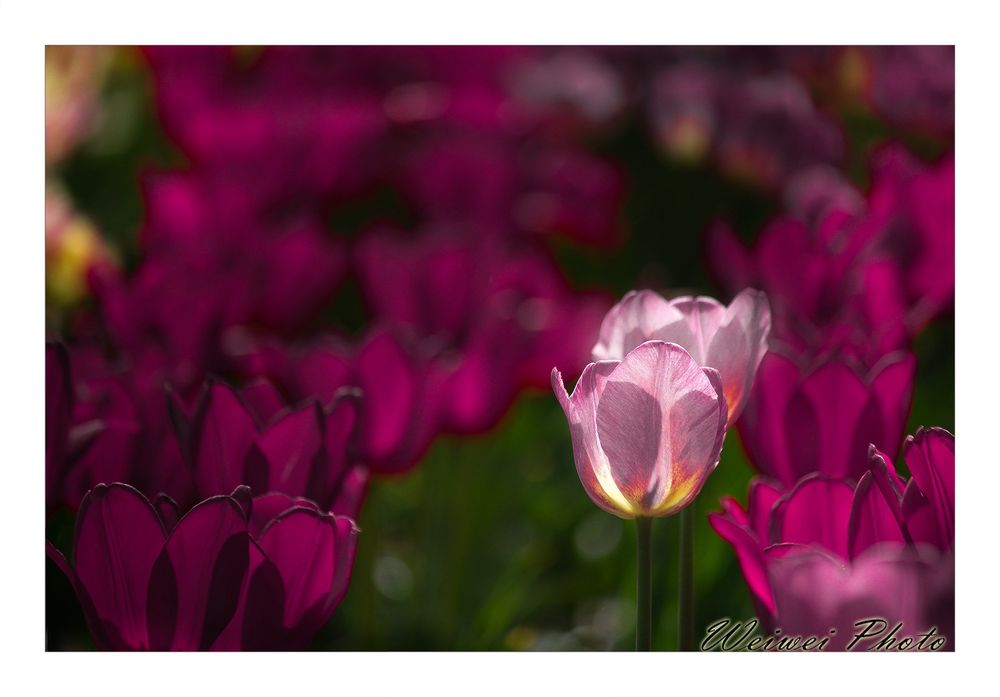 Обои для рабочего стола Нежные тюльпаны на фоне темно-розовых, фотограф &; &;