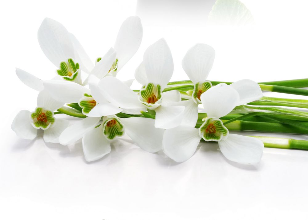 Обои для рабочего стола Белые орхидеи с зелеными стеблями на белом фоне