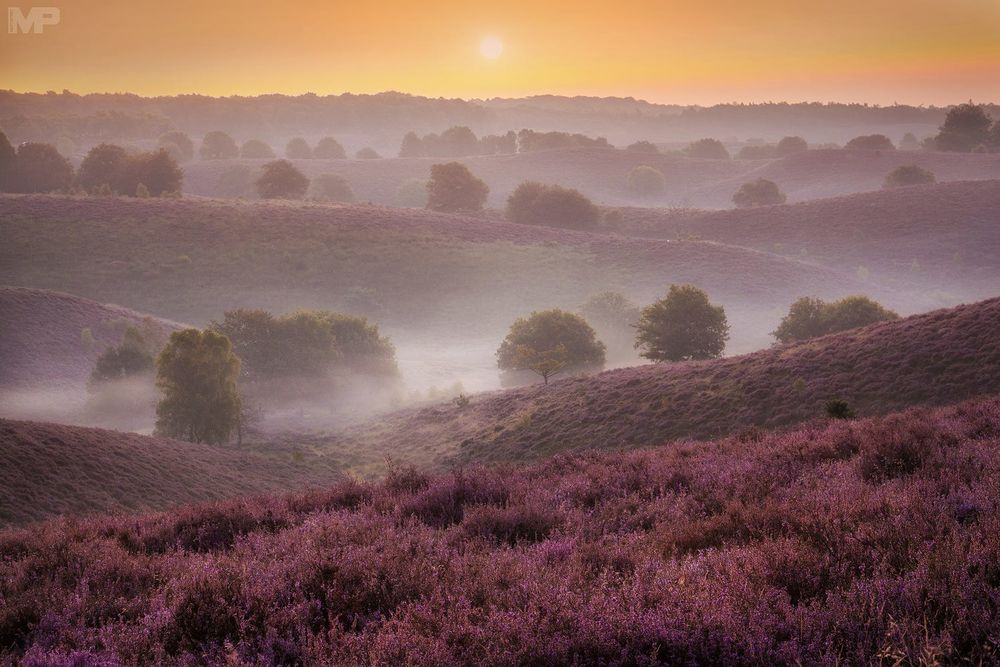 Обои для рабочего стола Восход над лавандовым полем, Netherlands / Нидерланды, фотограф Martin Podt