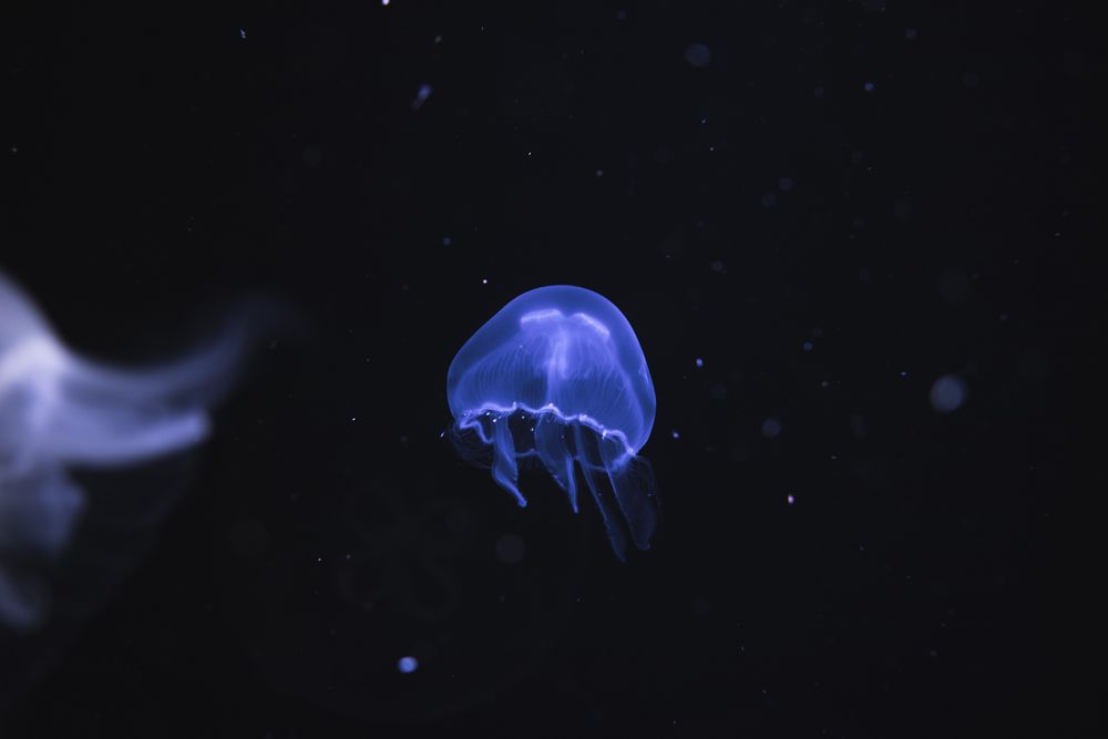 Обои для рабочего стола Светящаяся медуза в море