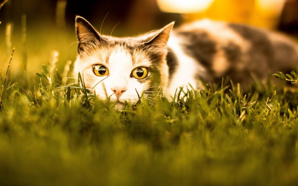 Обои для рабочего стола Трехцветная кошка лежит на зеленой траве