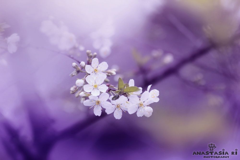 Обои для рабочего стола Весенняя цветущая ветка, фотограф Anastasia Ri