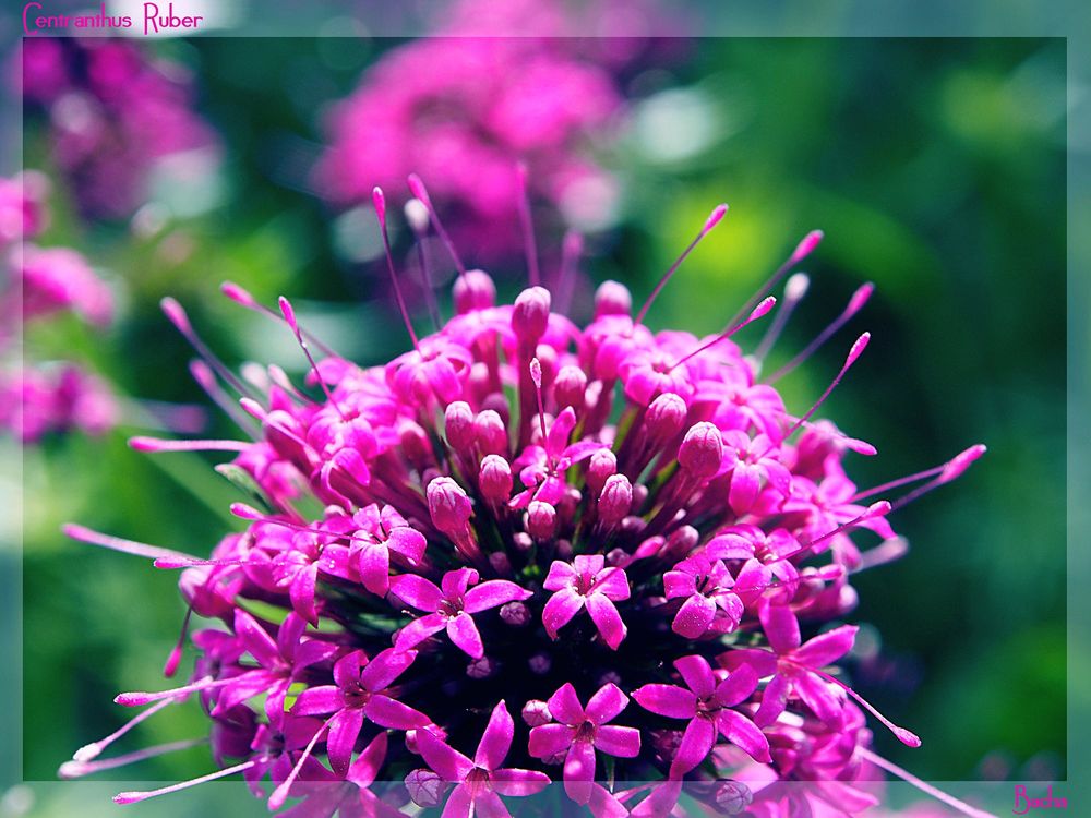 Обои для рабочего стола Цветок Centranthus ruber / Кентрантус красный, фотограф Barbara Luzynska