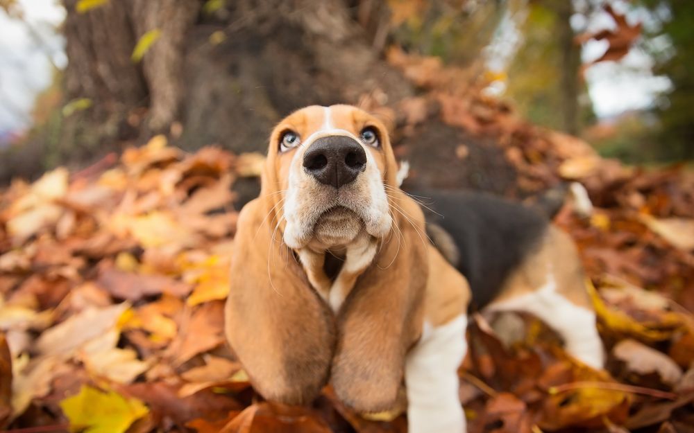 Обои для рабочего стола Собака стоит у дерева в осенних листьях
