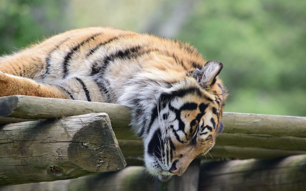 Обои для рабочего стола Тигр спит на деревянных бревнах, свесив голову