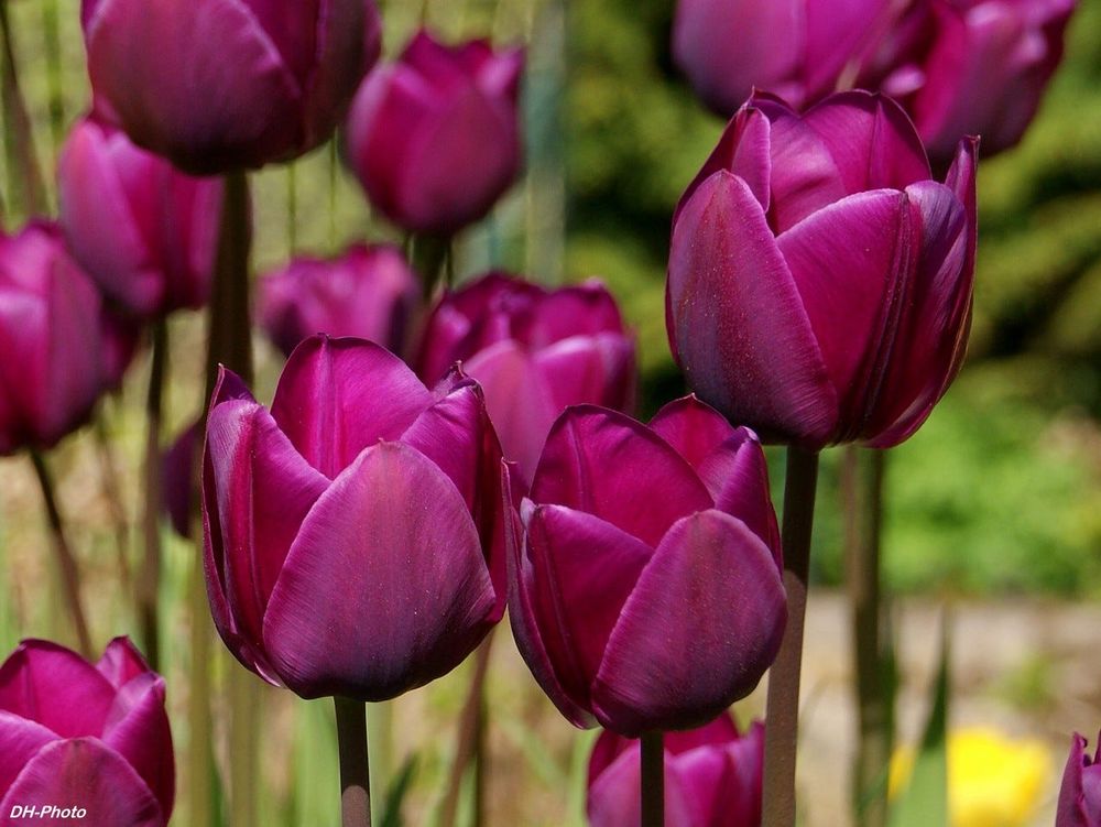 Обои для рабочего стола Фиолетовые тюльпаны, фотограф Klaus Heinemann
