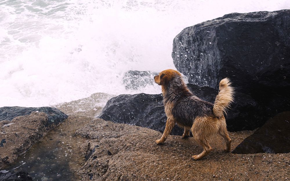Обои для рабочего стола Собака на берегу моря, припала к камню, отстраняясь от набегающей волны прибоя