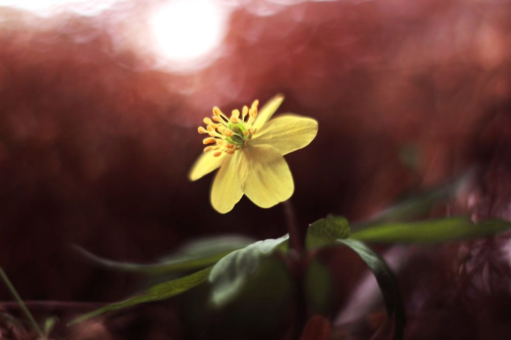 Обои для рабочего стола Цветок Anemone ranunculoides на размытом фоне, фотограф Elena Andreeva