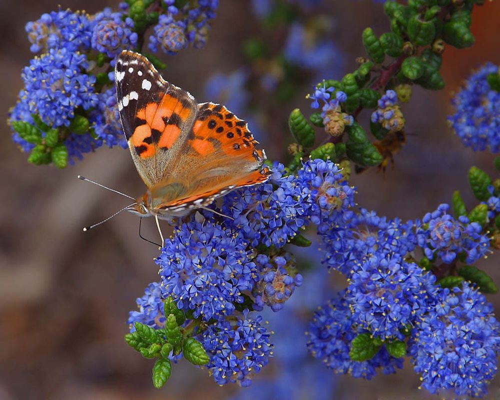 Обои для рабочего стола Красивая бабочка сидит на синих цветах