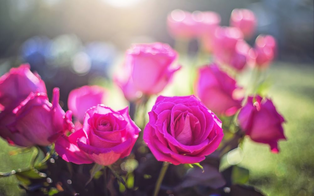 Обои для рабочего стола Куст темно-розовых роз с капельками росы на фоне размытого пейзажа, освещенного солнцем