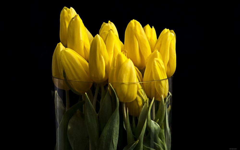 Обои на рабочий стол Желтые тюльпаны в стеклянной вазе на черном фоне, обои  для рабочего стола, скачать обои, обои бесплатно