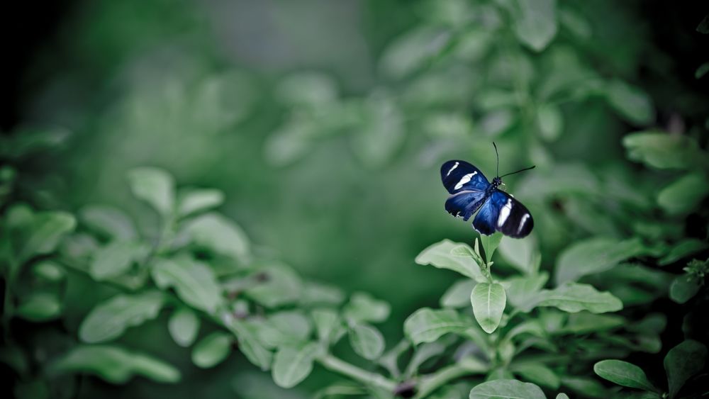 Обои для рабочего стола Синяя бабочка на листьях растения