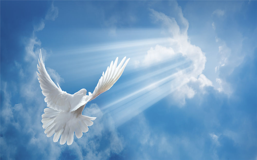 Обои для рабочего стола Белый голубь летит навстречу к солнечным лучам, пробивающихся сквозь облака