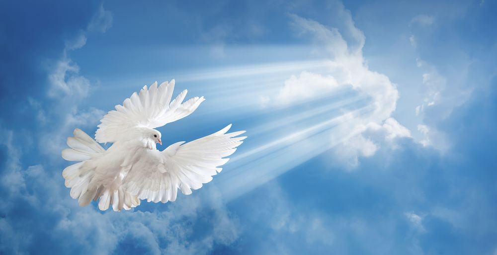 Обои для рабочего стола Белый голубь, обернувшись назад, летит к солнечным лучам на фоне неба и облаков