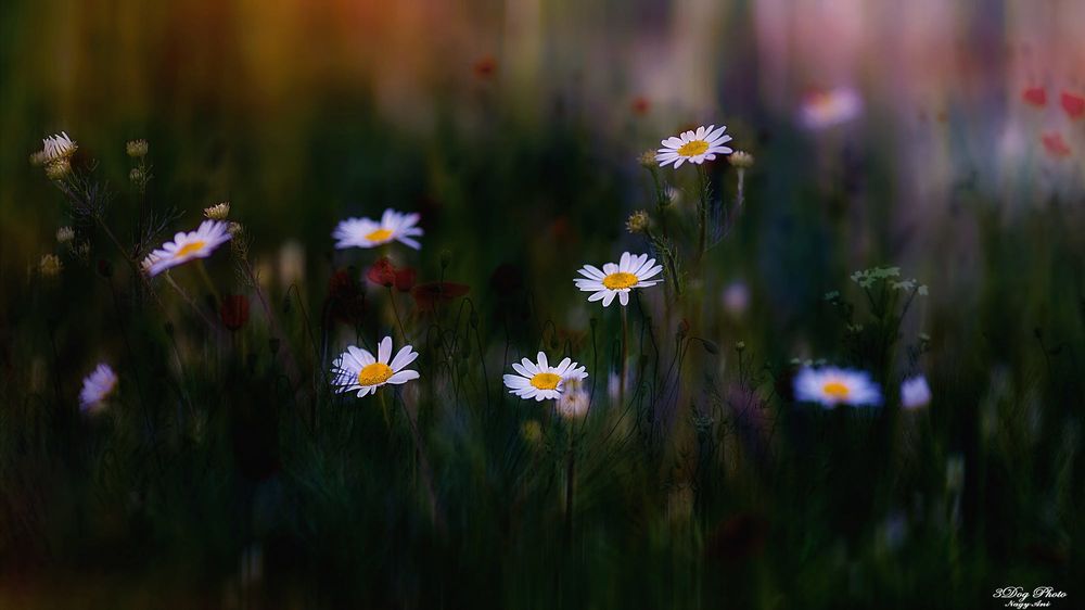 Обои для рабочего стола Полевые ромашки и маки, by 3DogPhoto