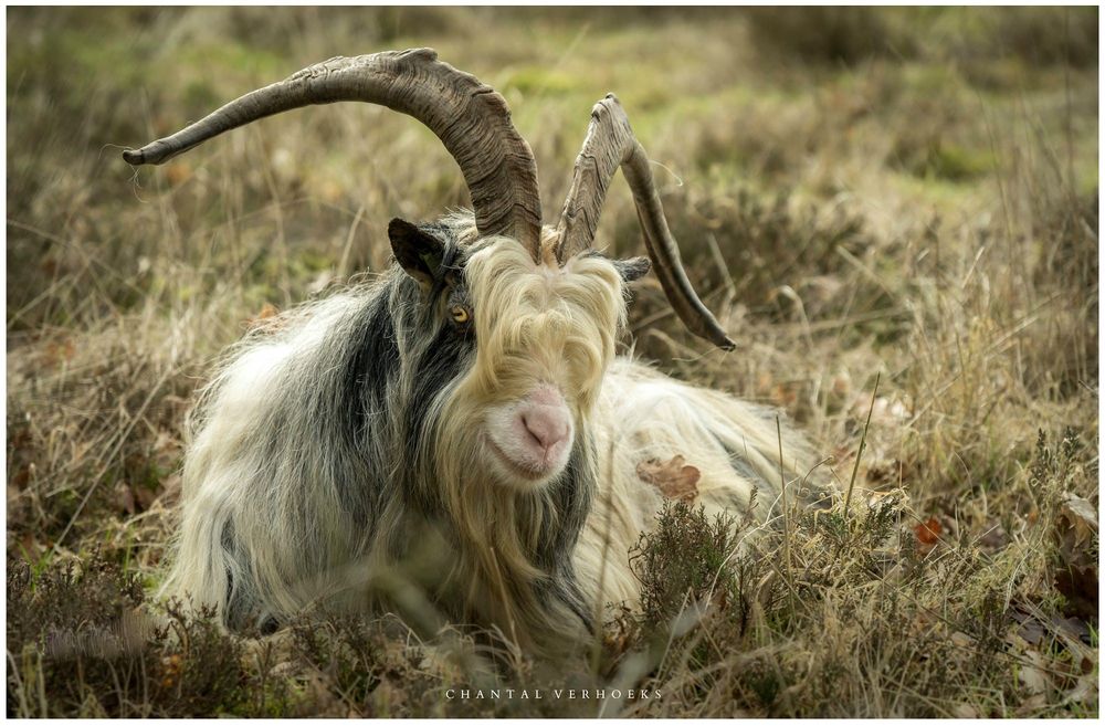 Обои для рабочего стола Рогатый козел лежит в траве, фотограф Chantal Verhoeks