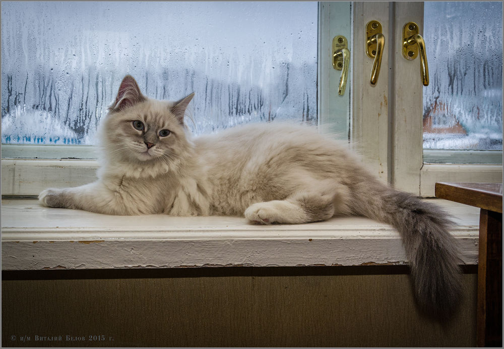 Обои для рабочего стола Белый пушистый кот лежит на окне