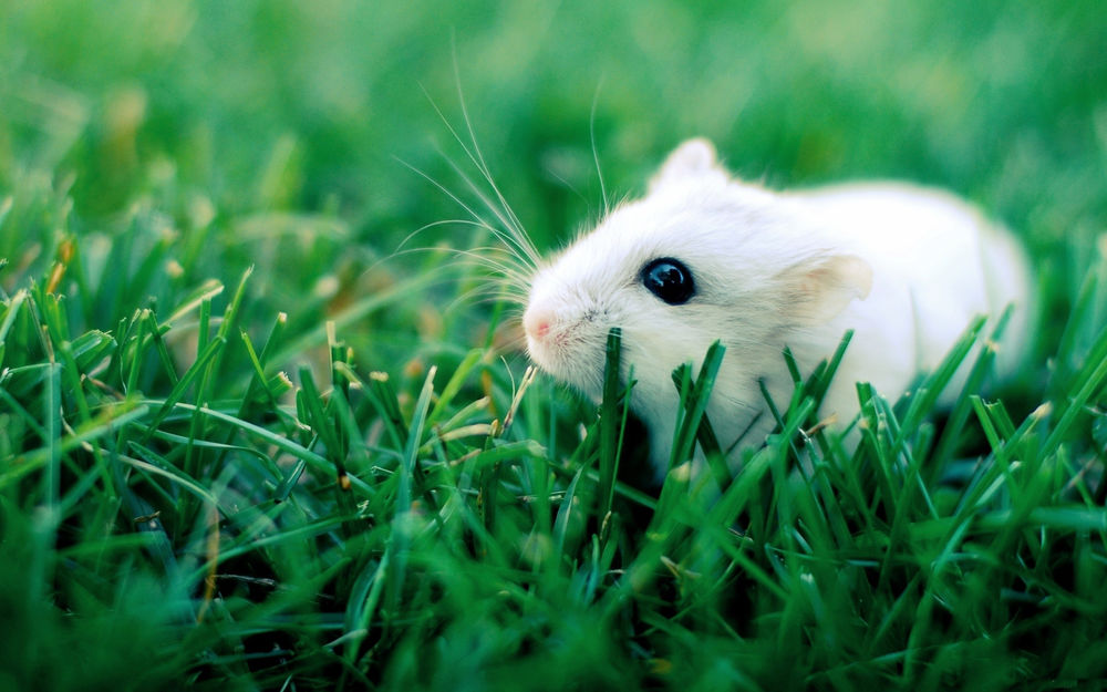 Обои для рабочего стола Белый мышонок сидит в траве