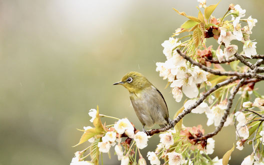 Обои на рабочий стол Птичка сидит на ветке цветущей вишни
