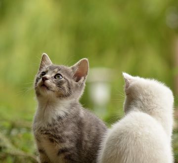 Обои на рабочий стол Любопытный котенок за чем-то наблюдает, by Susannp4