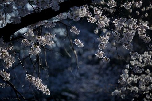 Обои на рабочий стол Весеннее цветущее дерево вишни, фотограф Ryota Shimizu