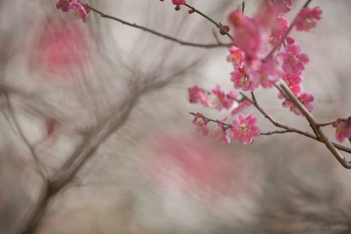 Обои на рабочий стол Весенняя цветущая веточка, фотограф Ryota Shimizu