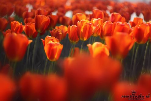 Обои на рабочий стол Весенние красные тюльпаны, фотограф Anastasia Ri