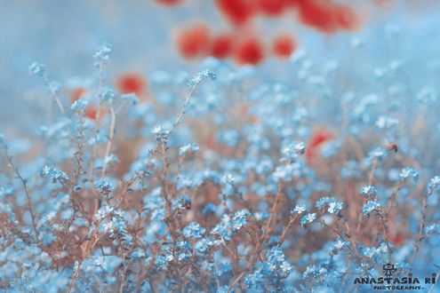 Обои на рабочий стол Голубые цветы - незабудки, фотограф Anastasia Ri