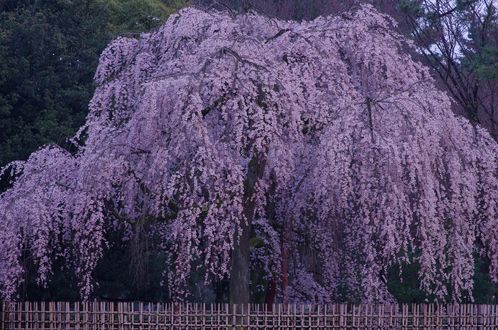 Обои на рабочий стол Цветущее дерево глицинии, фотограф Hirotoshi Shiozaki