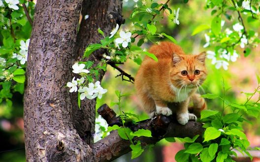 Обои на рабочий стол Рыжий кот сидит на дереве с распустившимися цветами яблони