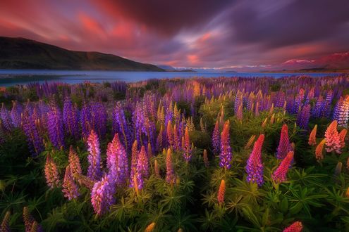 Обои на рабочий стол Цветущие люпины под облачным небом, by Patrick Marson Ong