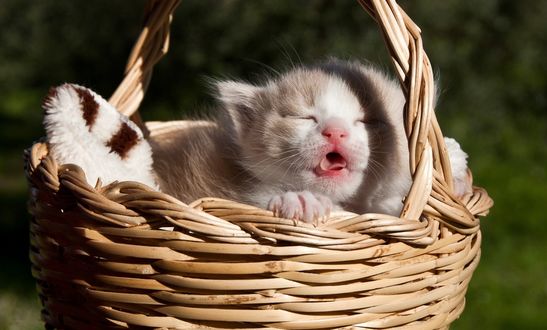 Обои на рабочий стол Сладко спящий в корзинке крохотный котенок