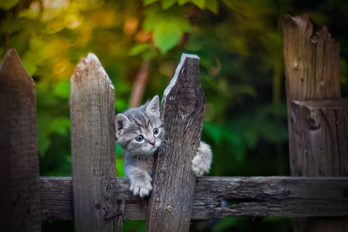 Обои на рабочий стол Котенок на заборе, фотограф Коротун Юрий